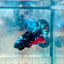Plakat Avatar Nebula Male Betta Ju31 Male betta