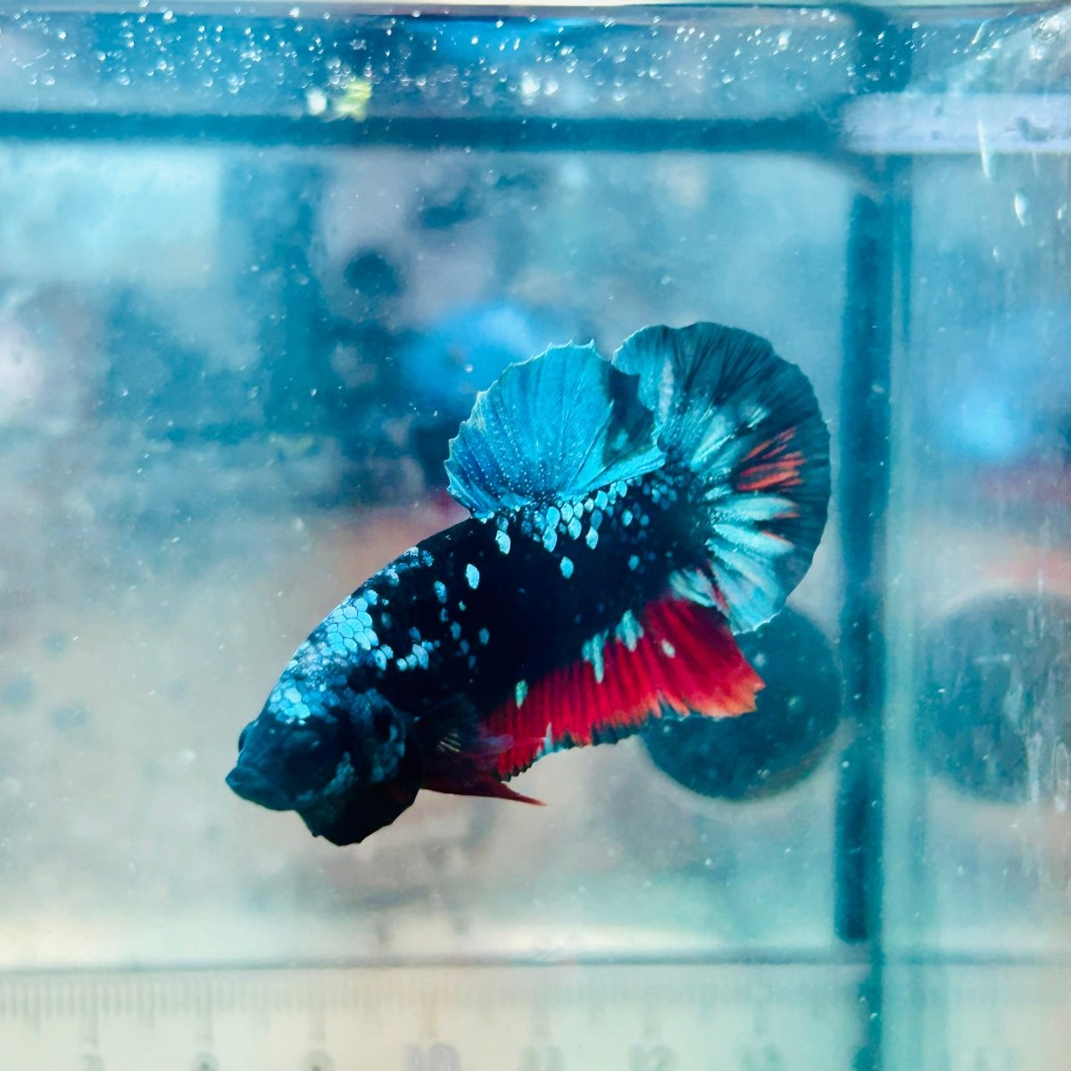 Plakat Avatar Nebula Male Betta Ju31 Male betta
