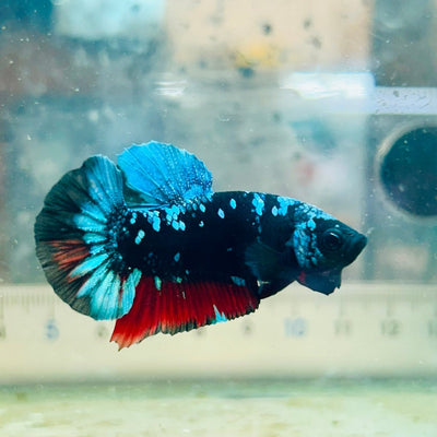 Plakat Avatar Nebula Male Betta Ju31 Male betta