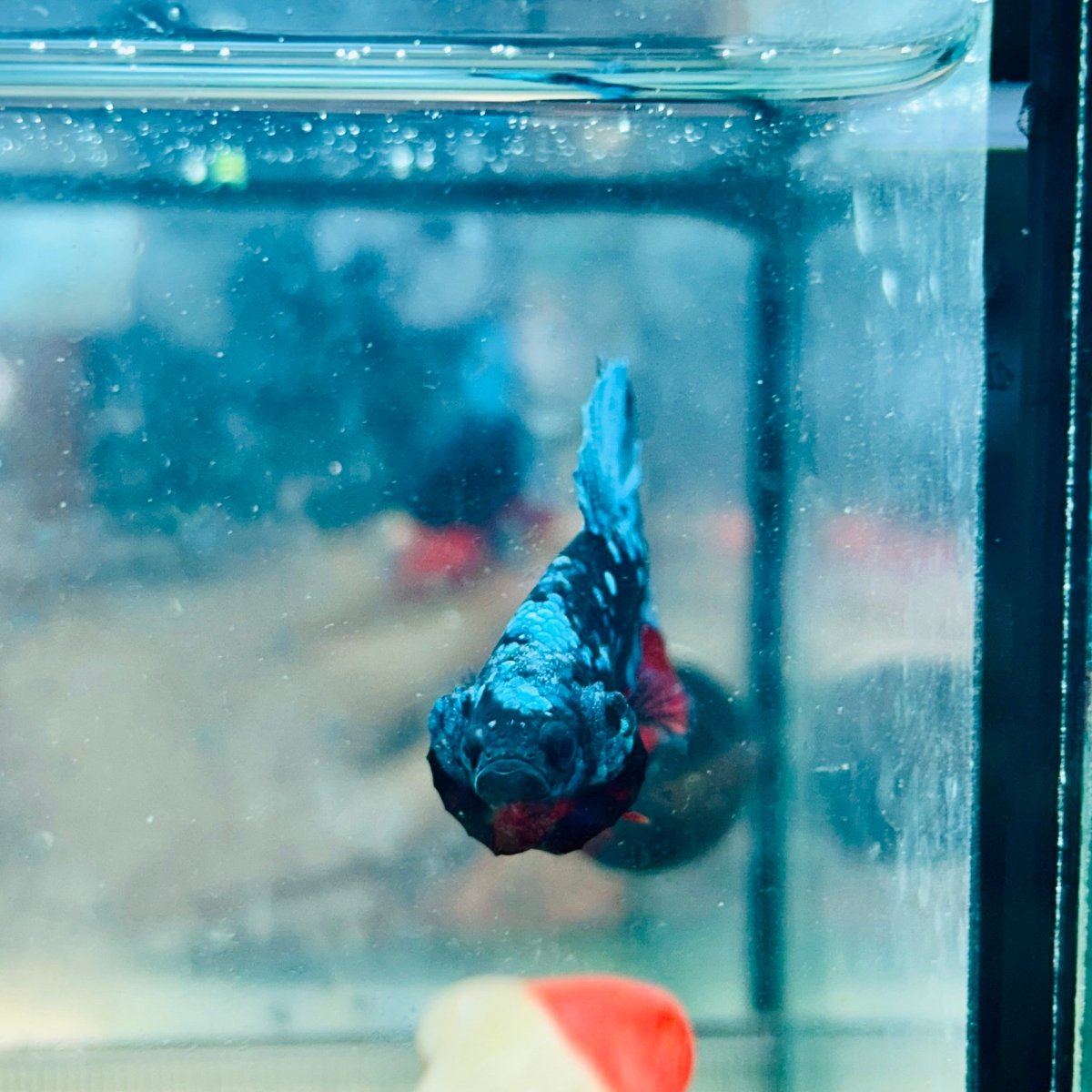 Plakat Avatar Nebula Male Betta Ju31 Male betta