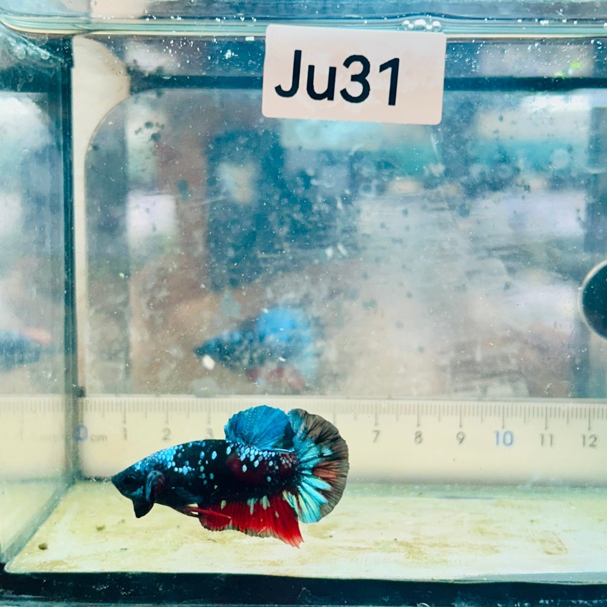 Plakat Avatar Nebula Male Betta Ju31 Male betta