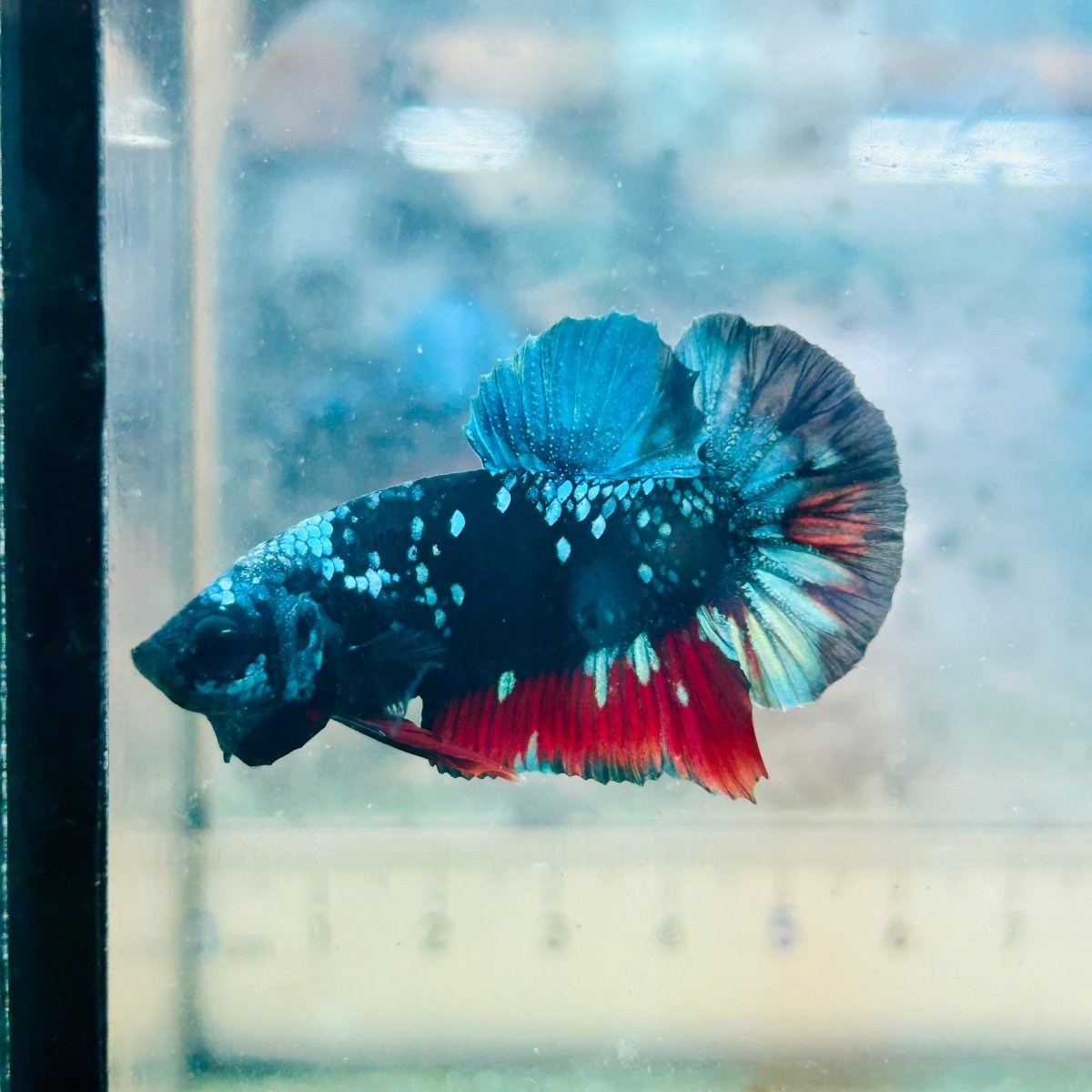 Plakat Avatar Nebula Male Betta Ju31 Male betta