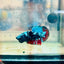 Plakat Avatar Nebula Male Betta Ma15 Male betta