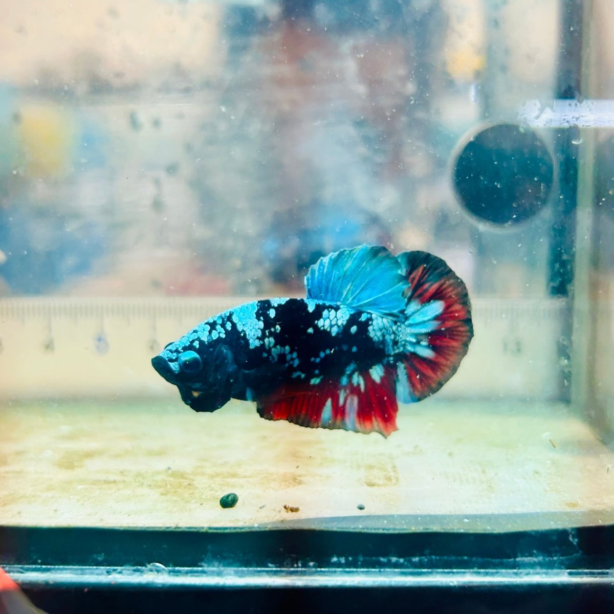 Plakat Avatar Nebula Male Betta Ma15 Male betta