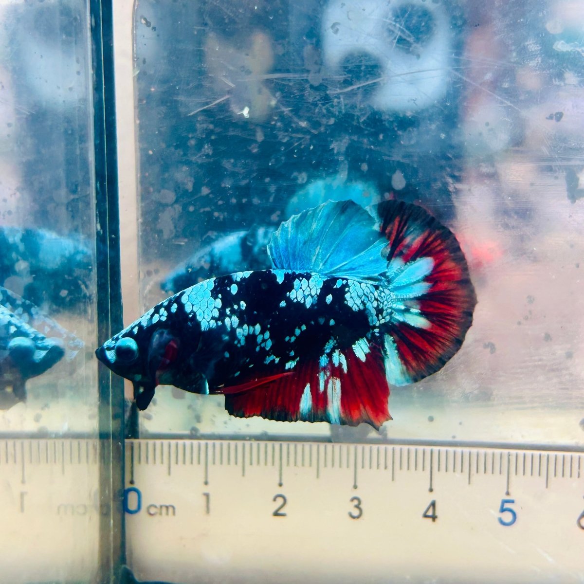 Plakat Avatar Nebula Male Betta Ma15 Male betta
