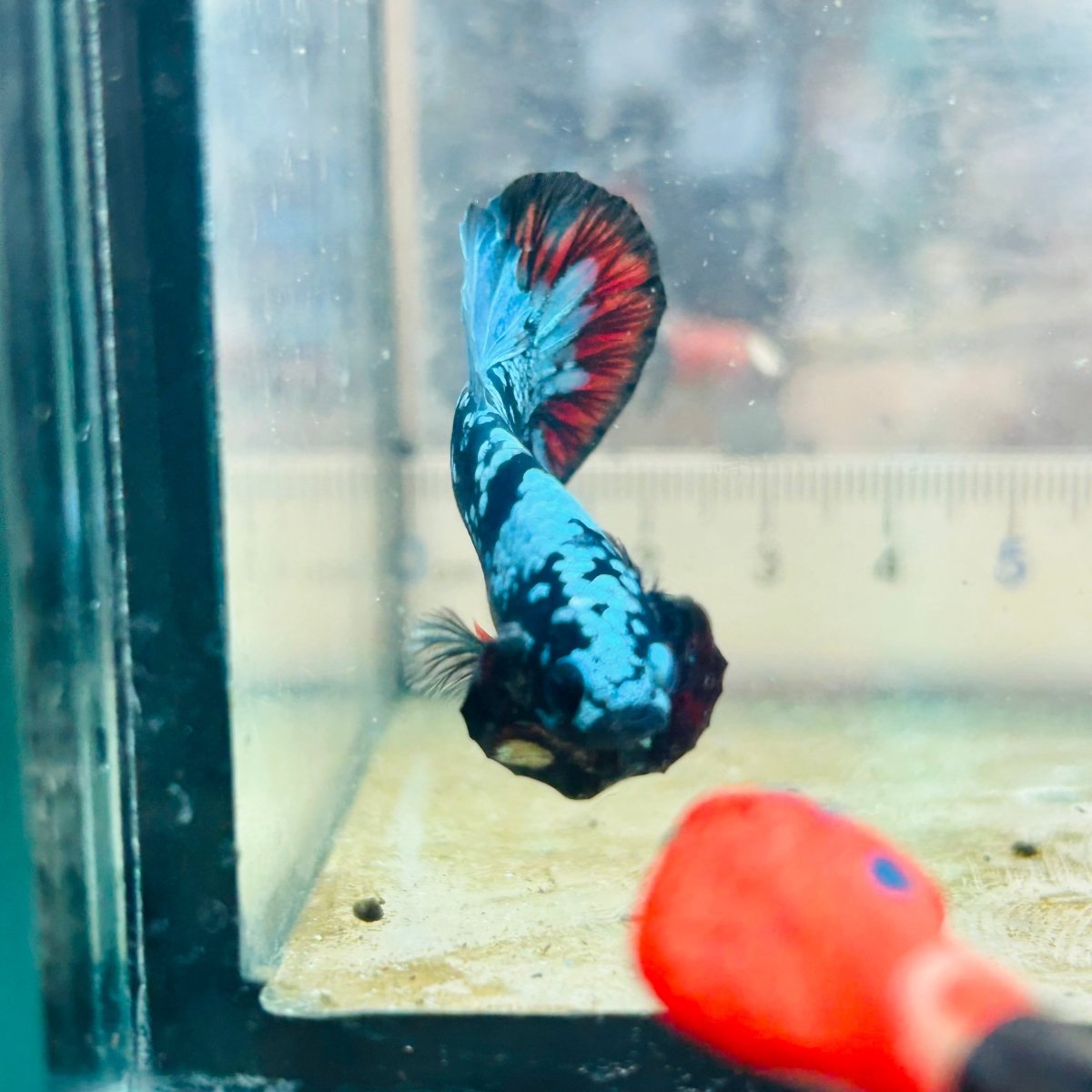 Plakat Avatar Nebula Male Betta Ma15 Male betta