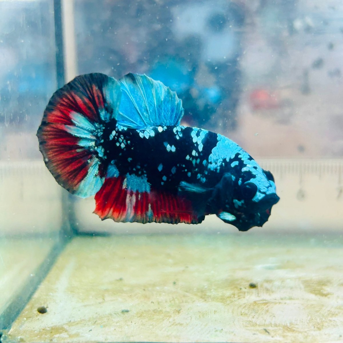 Plakat Avatar Nebula Male Betta Ma15 Male betta