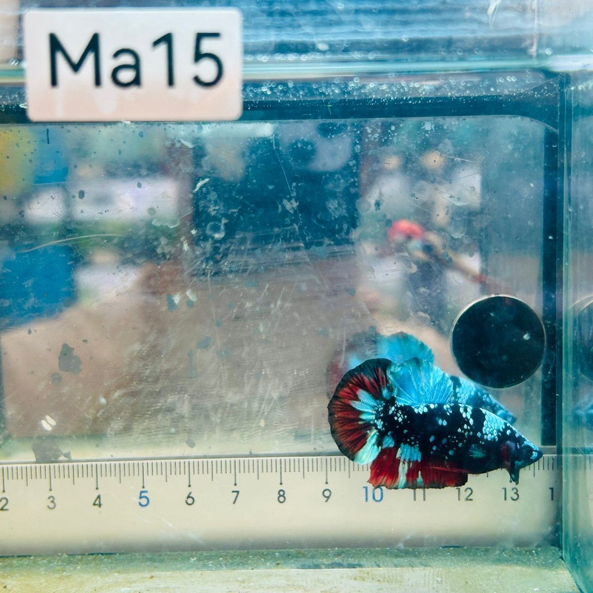 Plakat Avatar Nebula Male Betta Ma15 Male betta