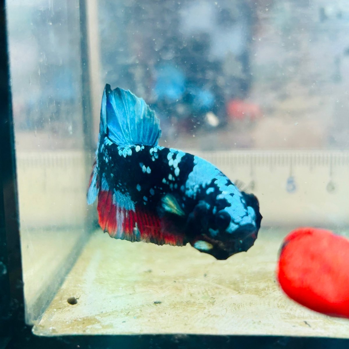 Plakat Avatar Nebula Male Betta Ma15 Male betta