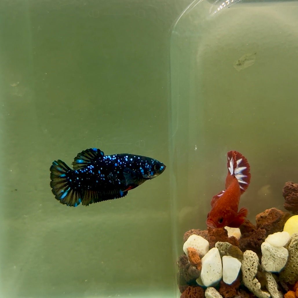 Plakat Avatar Stardust Female Betta J39