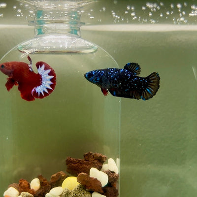 Plakat Avatar Stardust Female Betta J39