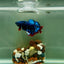 Plakat Avatar Stardust Male Betta J32