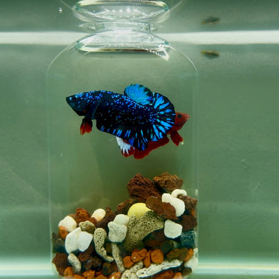 Plakat Avatar Stardust Male Betta J32
