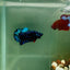 Plakat Avatar Stardust Male Betta J32