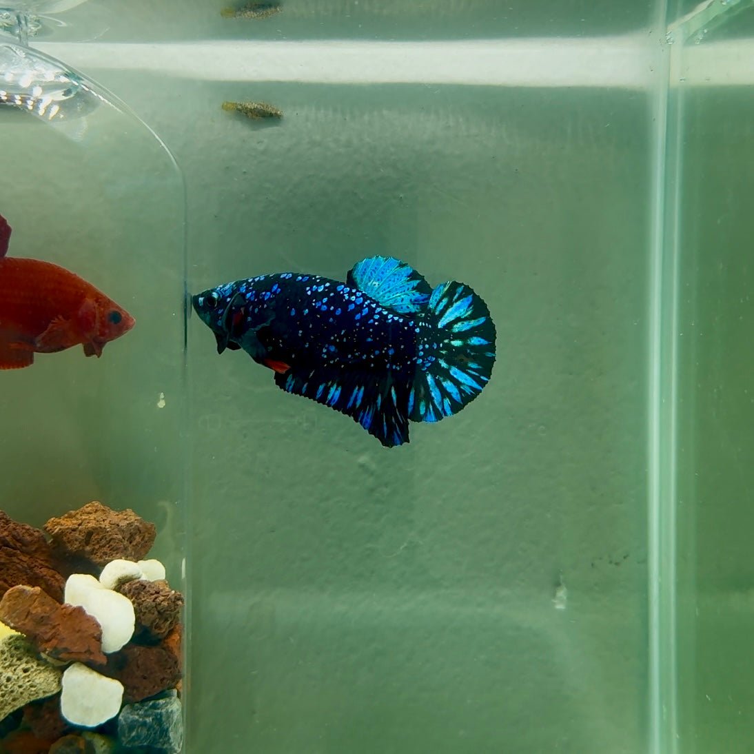 Plakat Avatar Stardust Male Betta J32