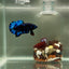 Plakat Avatar Stardust Male Betta J37