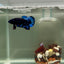 Plakat Avatar Stardust Male Betta J37