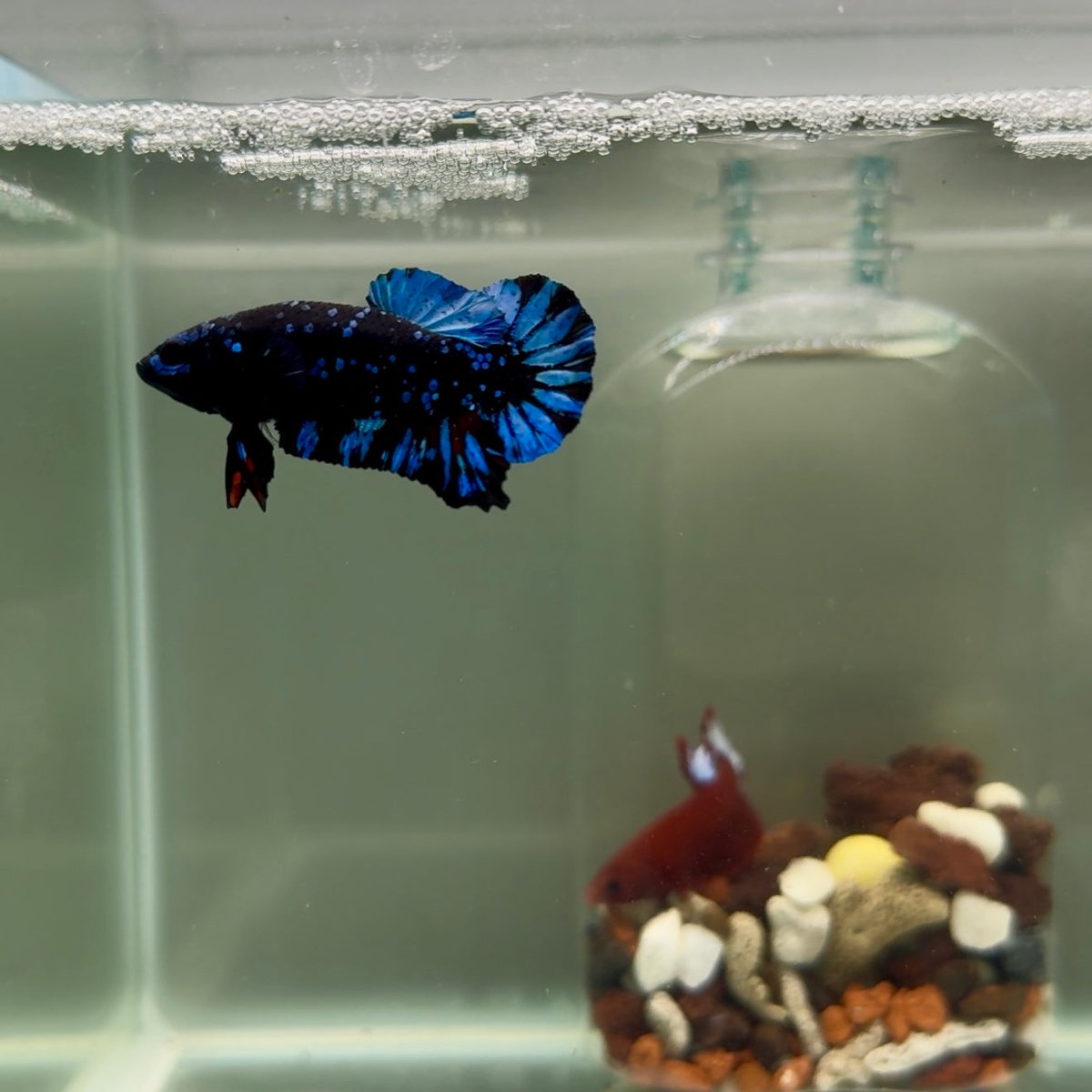 Plakat Avatar Stardust Male Betta J37