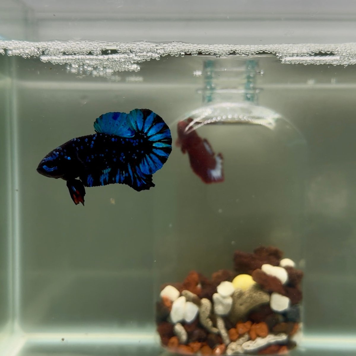 Plakat Avatar Stardust Male Betta J37