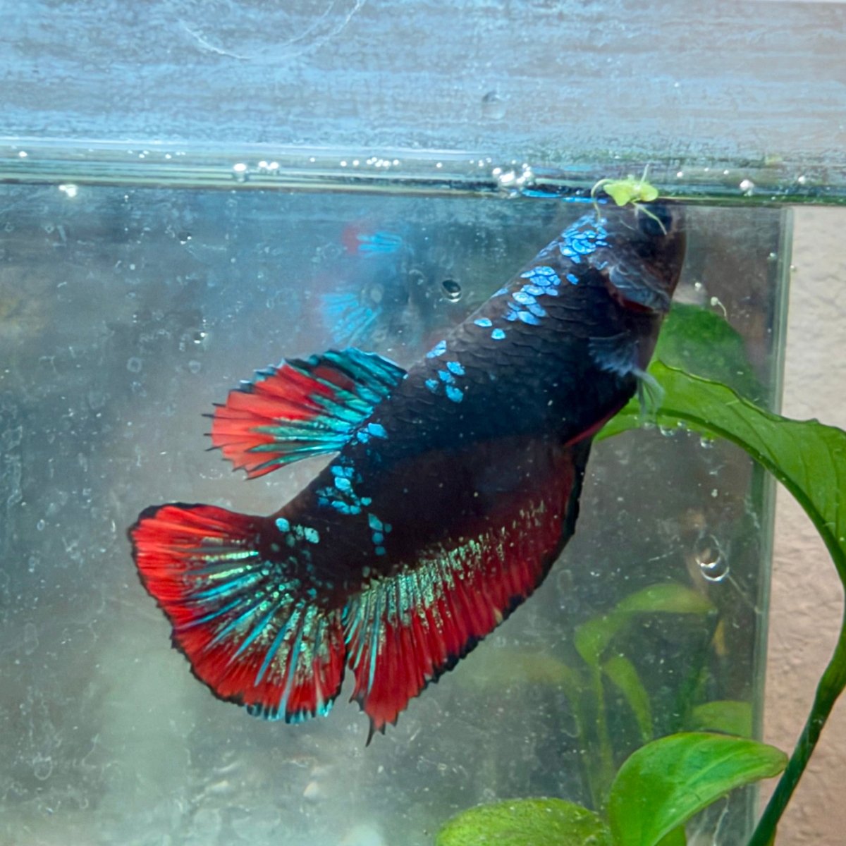 Plakat Avatar Cobre Betta Hembra #19