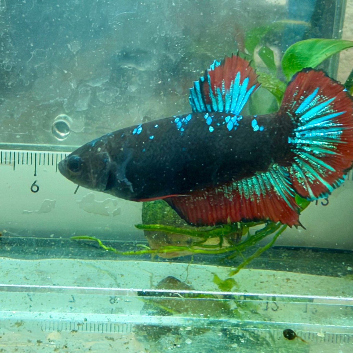 Plakat Avatar Cobre Betta Hembra #19