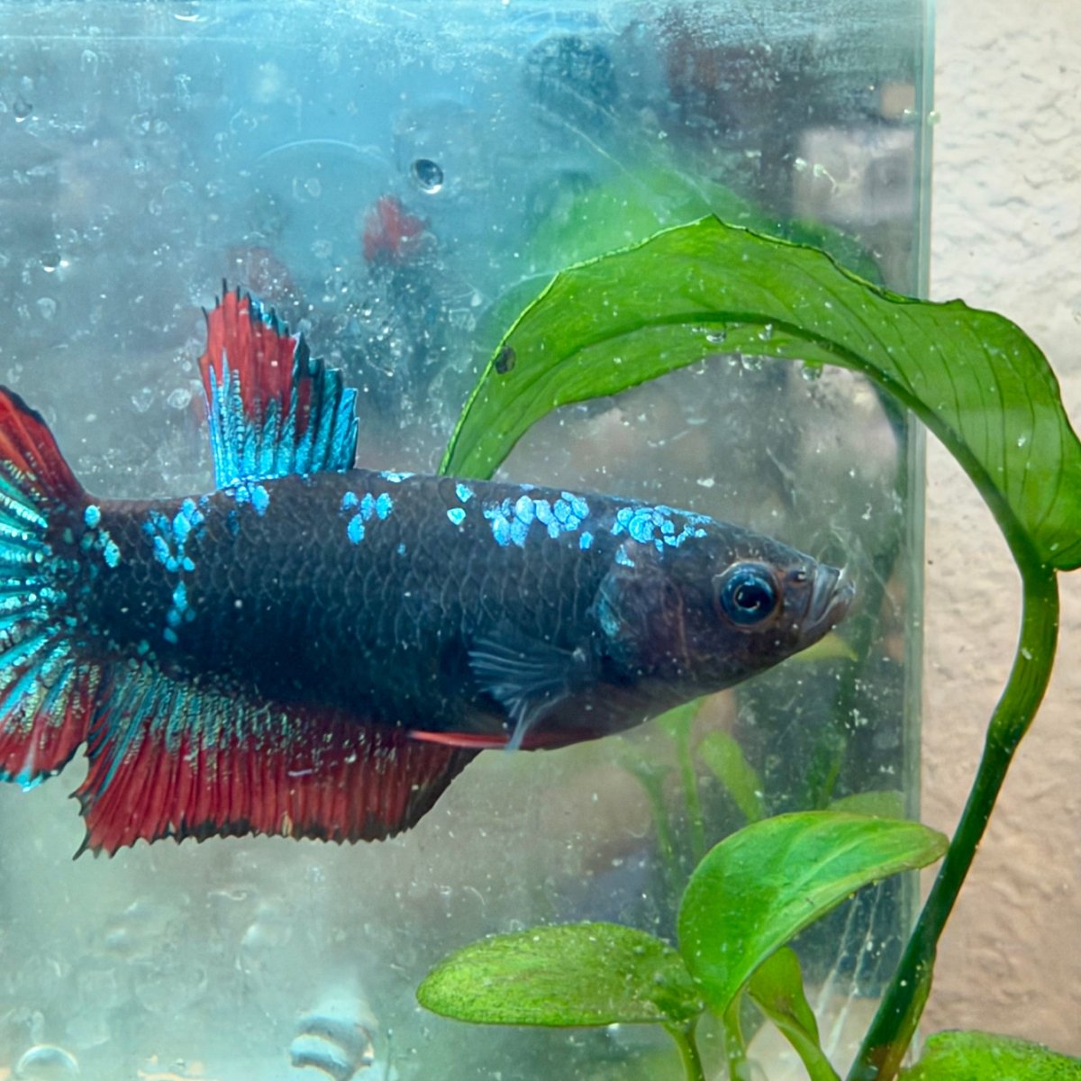 Plakat Avatar Cobre Betta Hembra #19