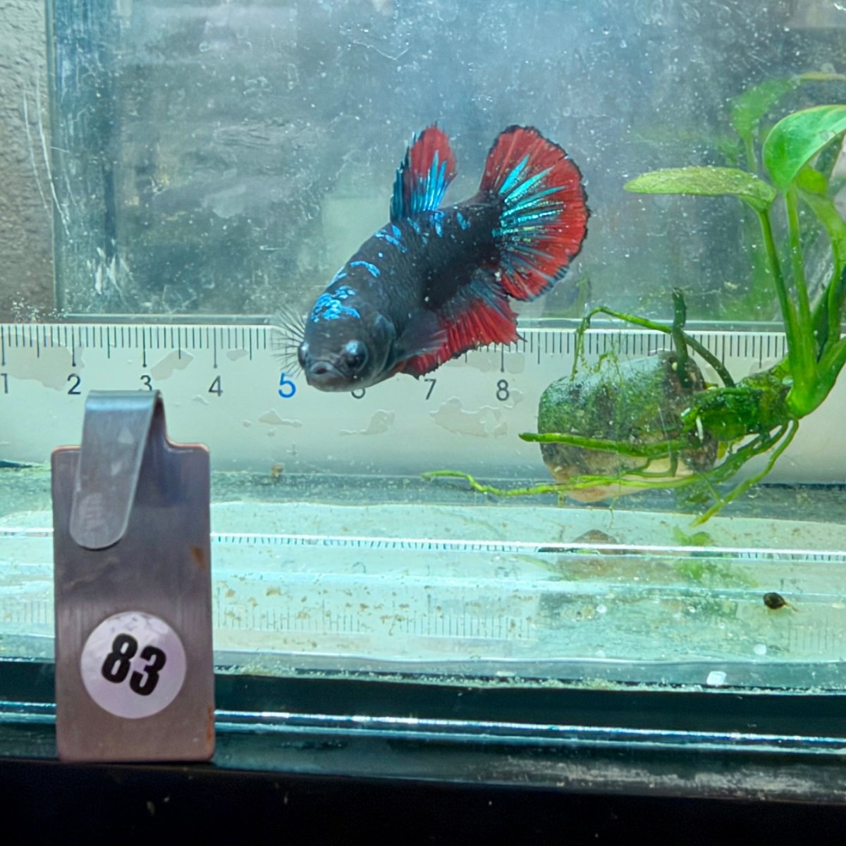 Plakat Avatar Cobre Betta Hembra #19