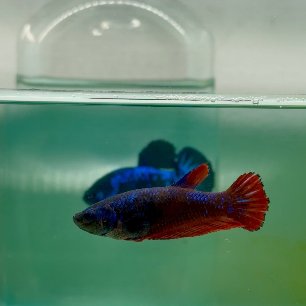 Plakat Avatar Vampire Female Betta #Ma36