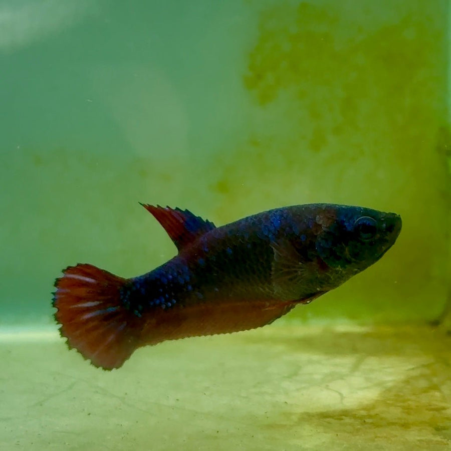 Plakat Avatar Vampire Female Betta Ma36