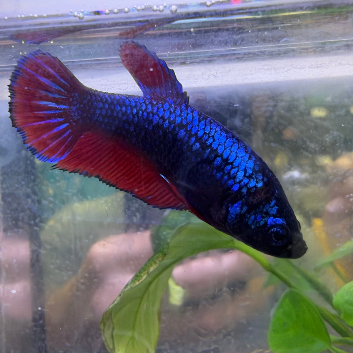 Plakat Avatar Vampire Female Betta #Ma36
