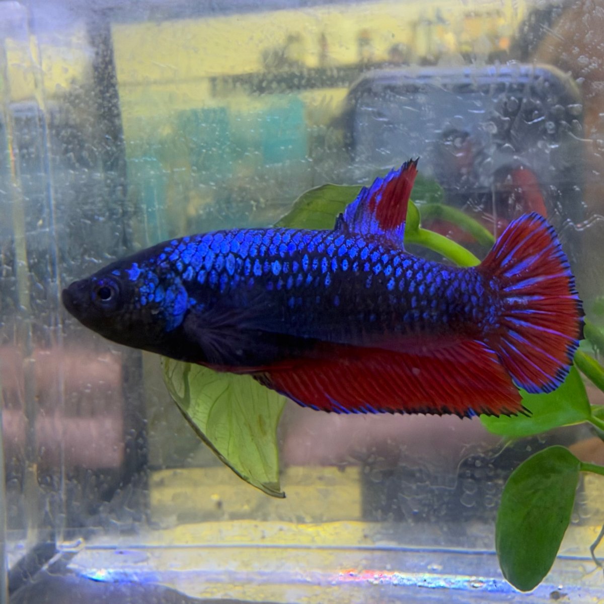 Plakat Avatar Vampire Female Betta #Ma36