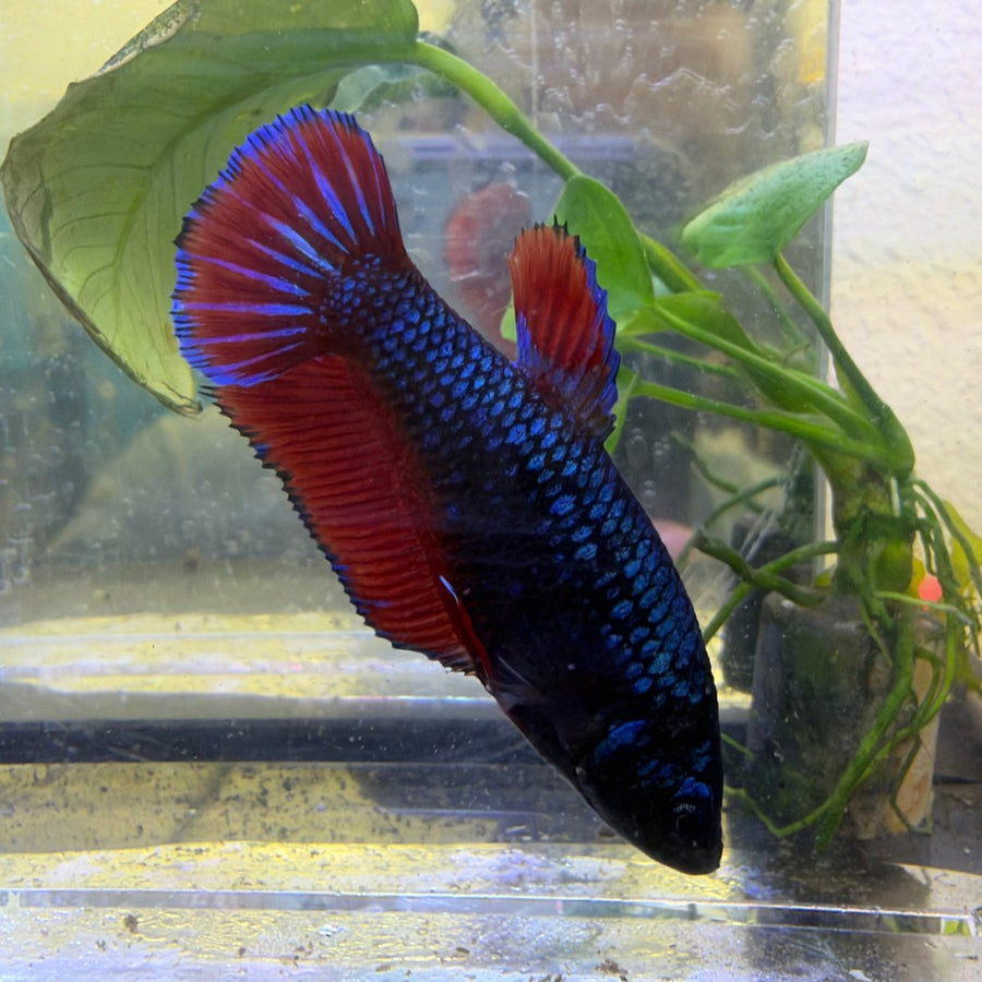 Plakat Avatar Vampire Female Betta #Ma36 Female betta