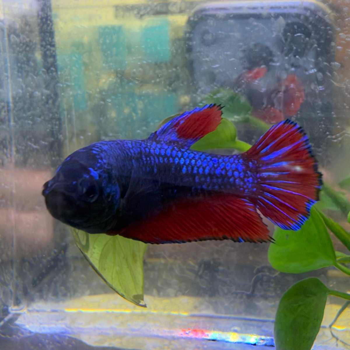 Plakat Avatar Vampire Female Betta #Ma36