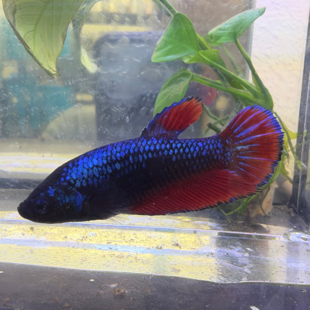 Plakat Avatar Vampire Female Betta #Ma36