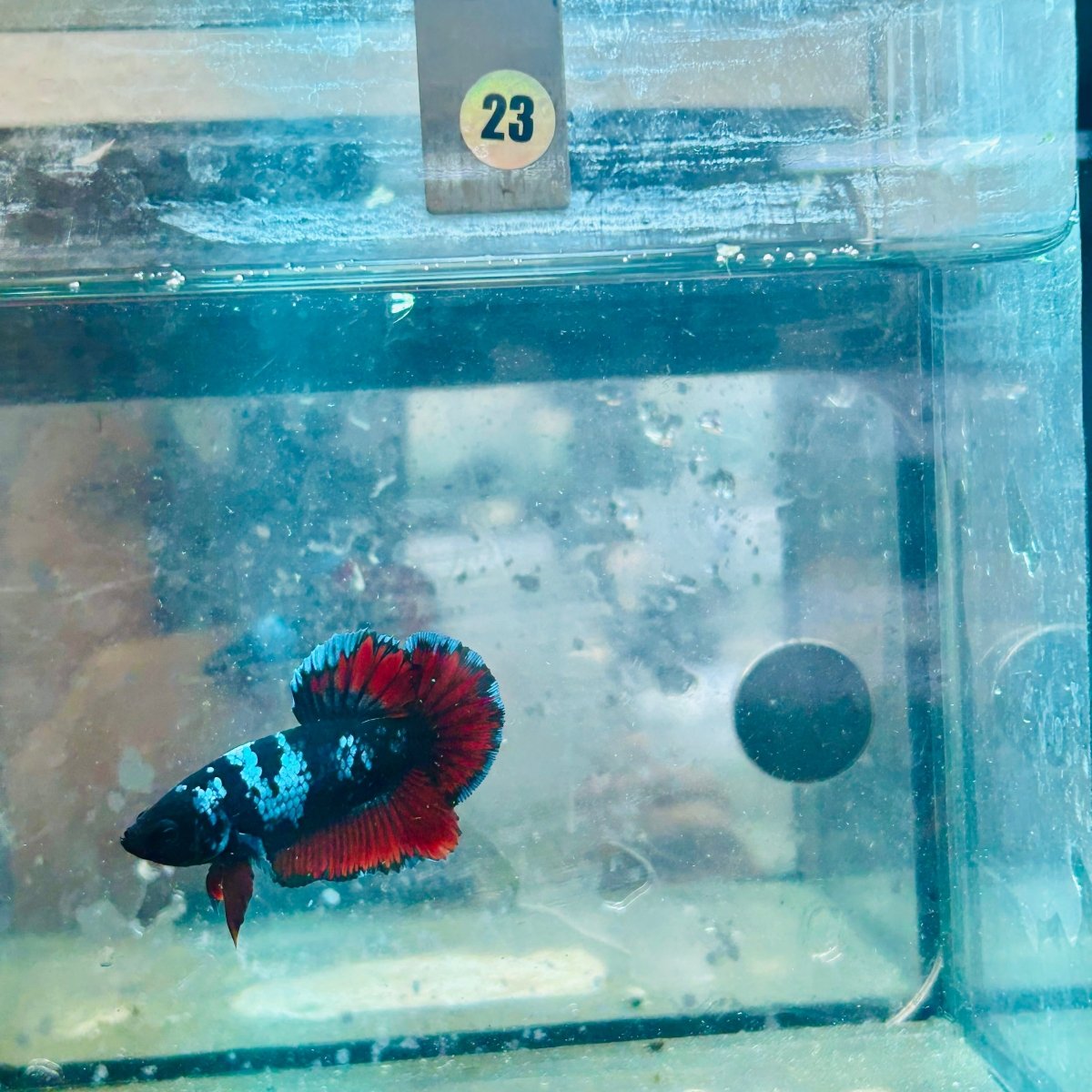 Plakat Avatar Vampire Male Betta #023