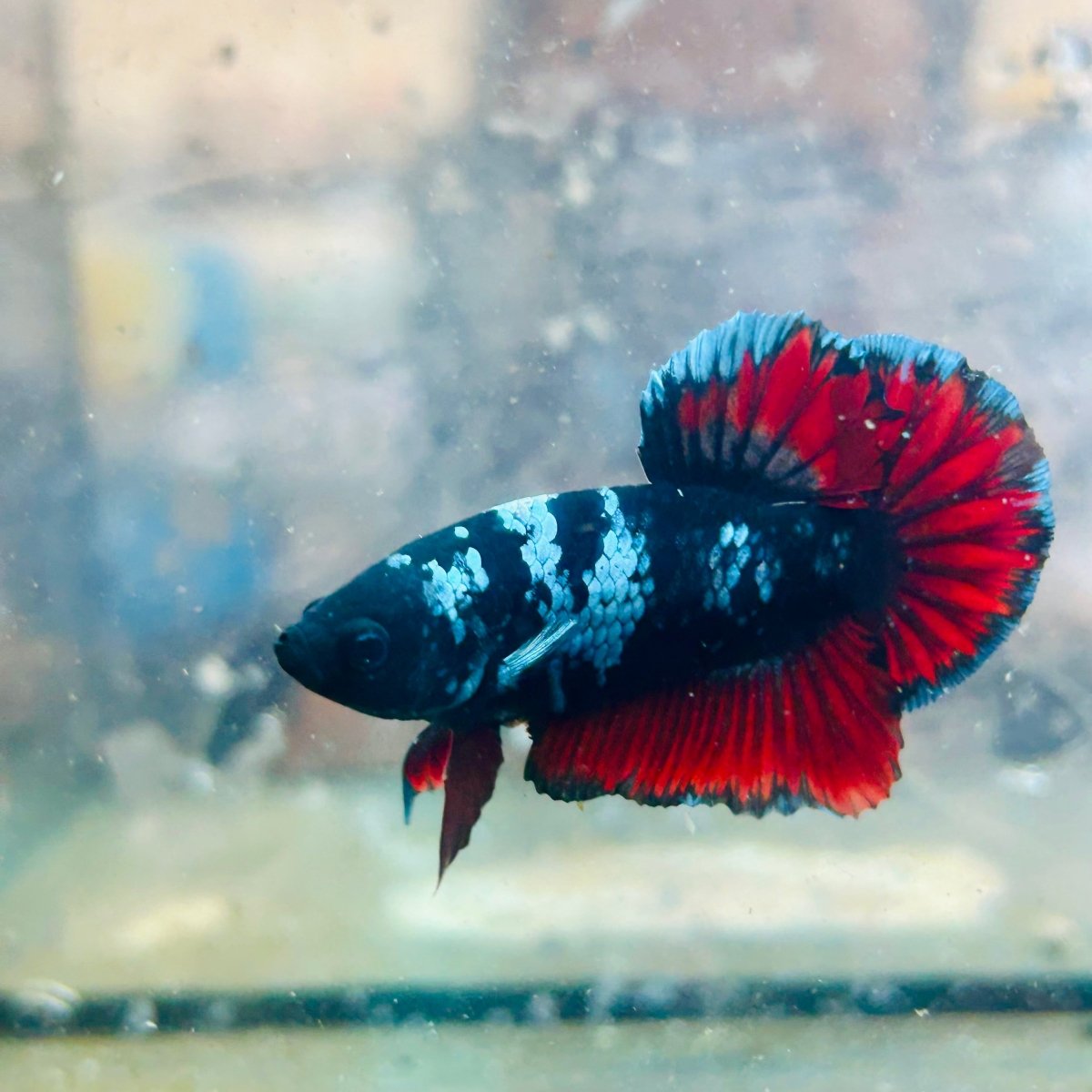 Plakat Avatar Vampire Male Betta #023