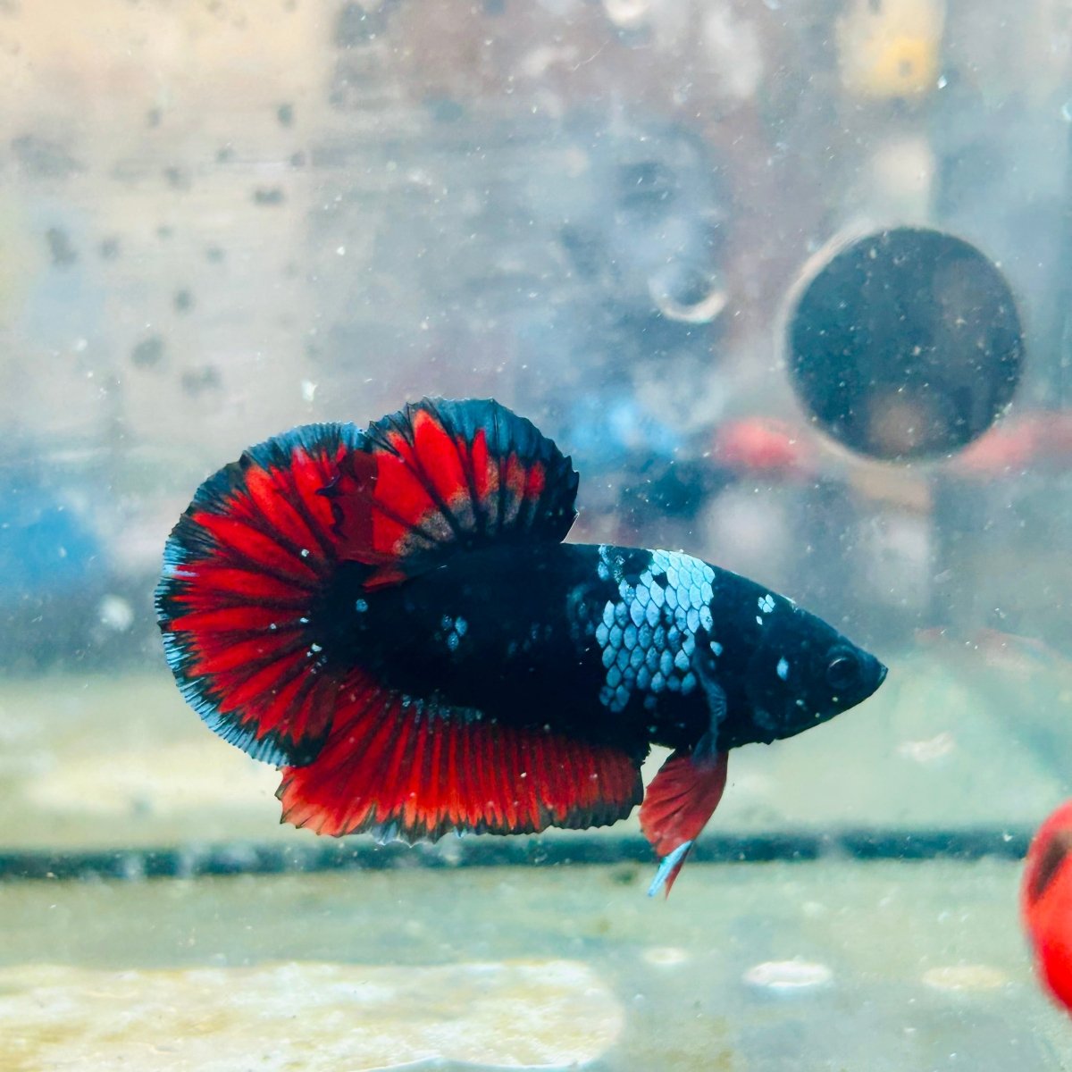 Plakat Avatar Vampire Male Betta #023