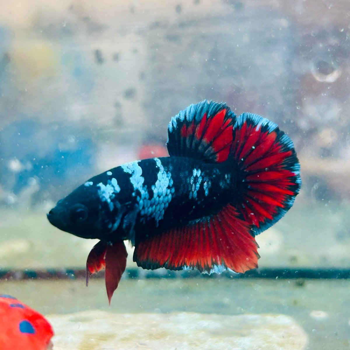 Plakat Avatar Vampire Male Betta #023