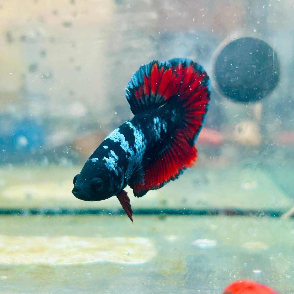 Plakat Avatar Vampire Male Betta #023