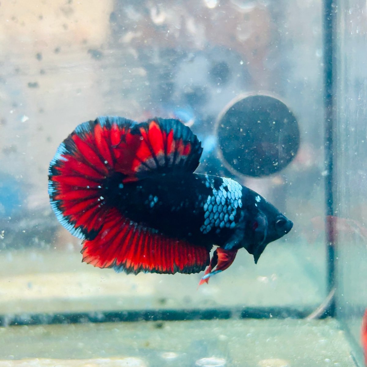 Plakat Avatar Vampire Male Betta #023