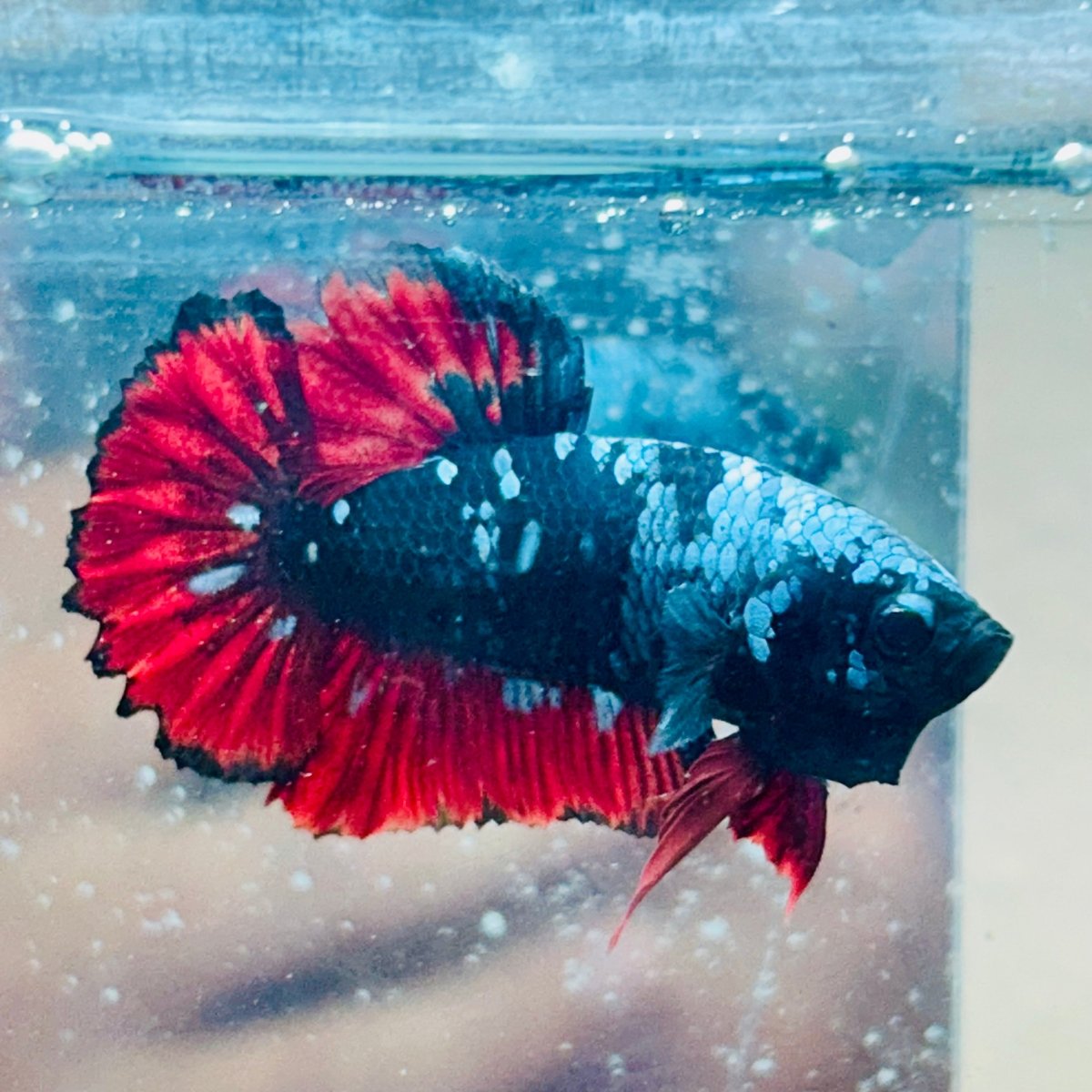 Plakat Avatar Vampire Male Betta #070