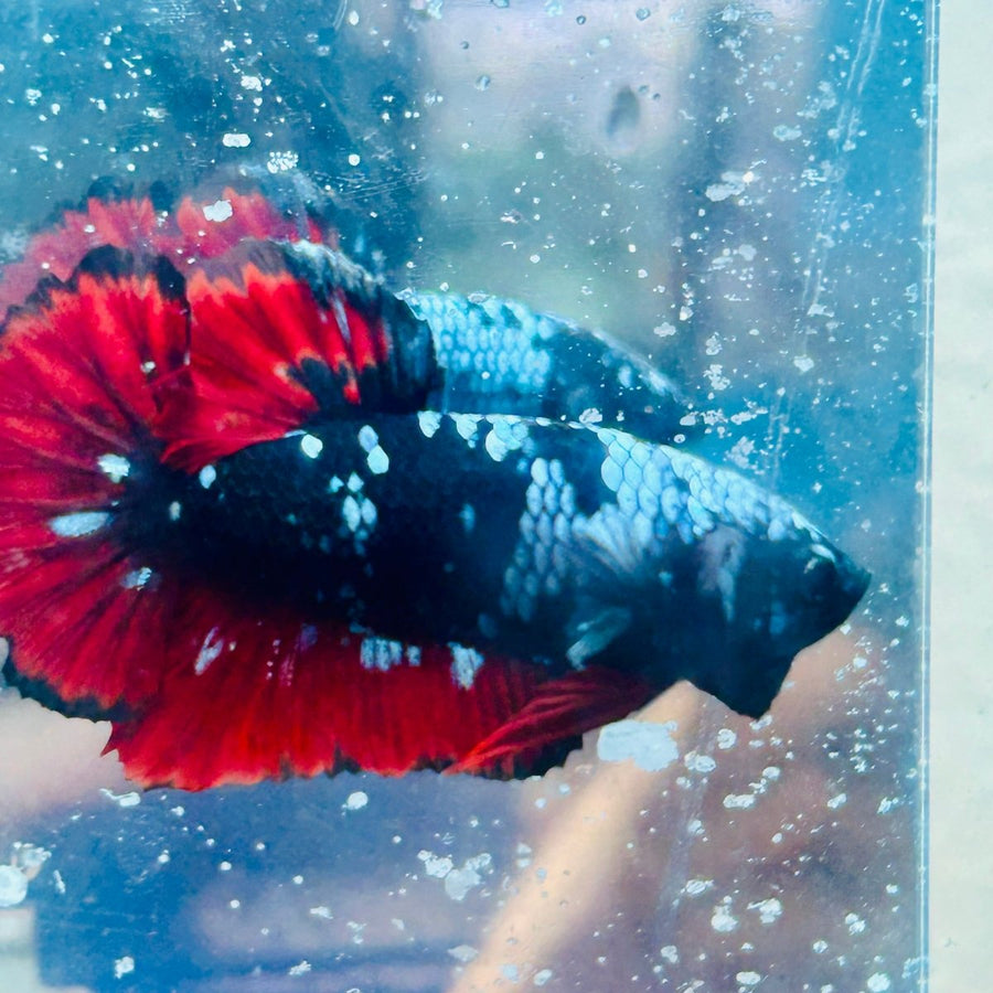 Plakat Avatar Vampire Male Betta 070 Live Betta Fish Male betta