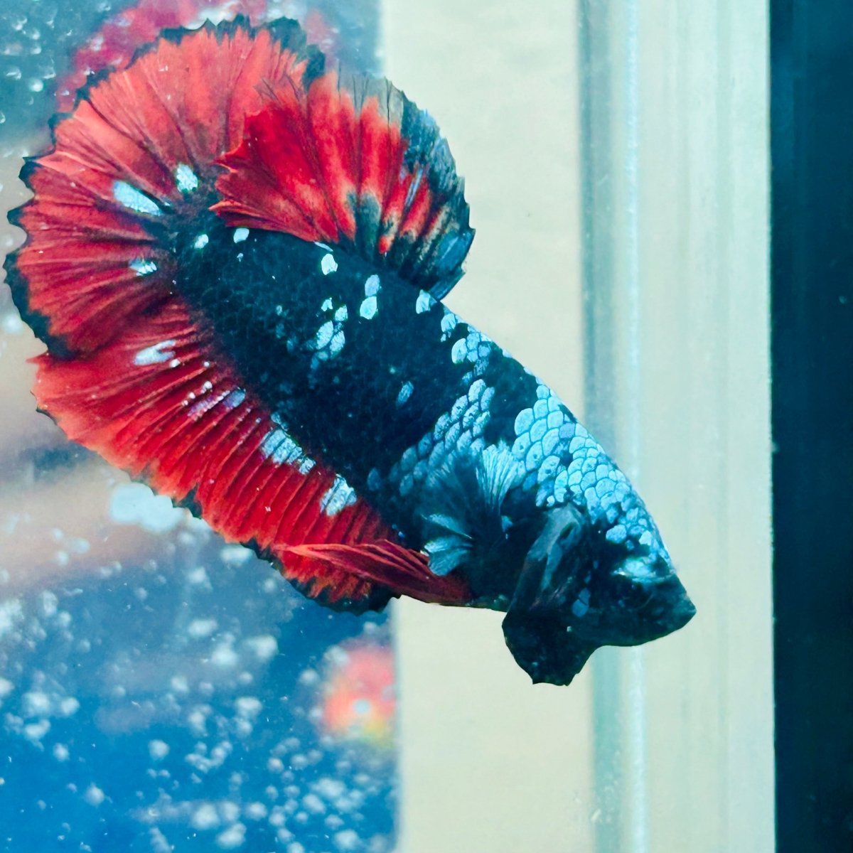 Plakat Avatar Vampire Male Betta #070