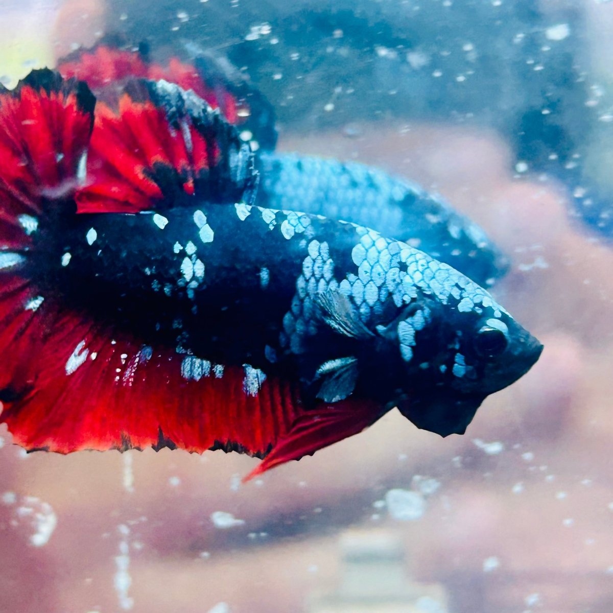 Plakat Avatar Vampire Male Betta #070