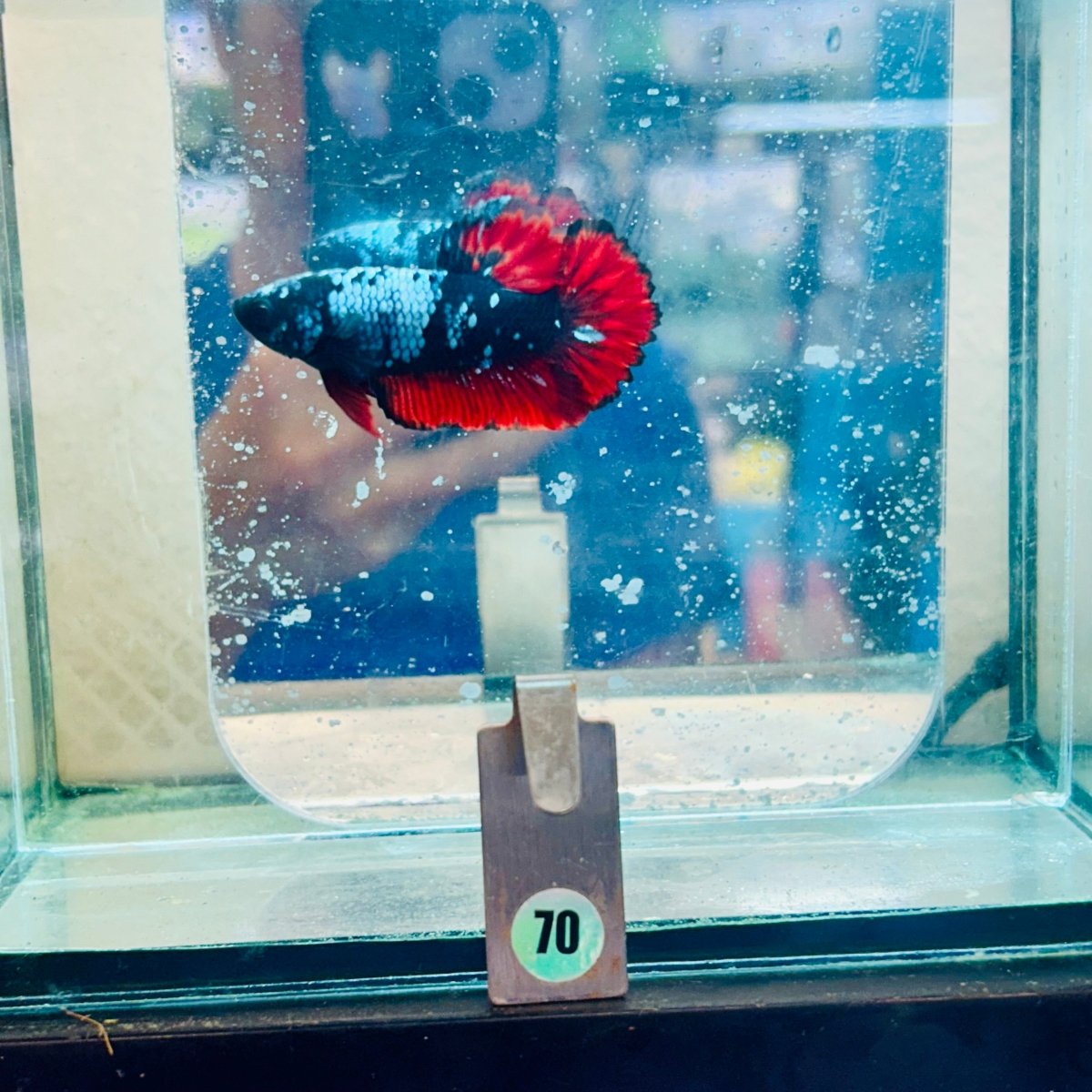 Plakat Avatar Vampire Male Betta #070
