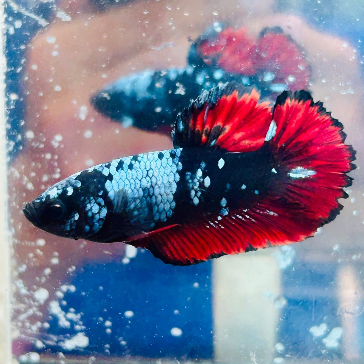 Plakat Avatar Vampire Male Betta #070