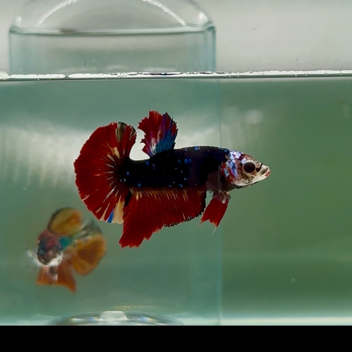 Plakat Avatar Vampire Male Betta #Au75