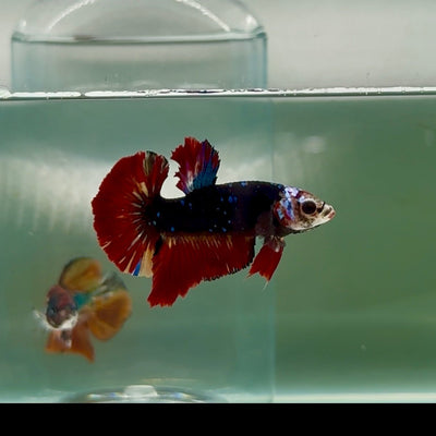 Plakat Avatar Vampire Male Betta Au75 Live Betta Fish Male betta