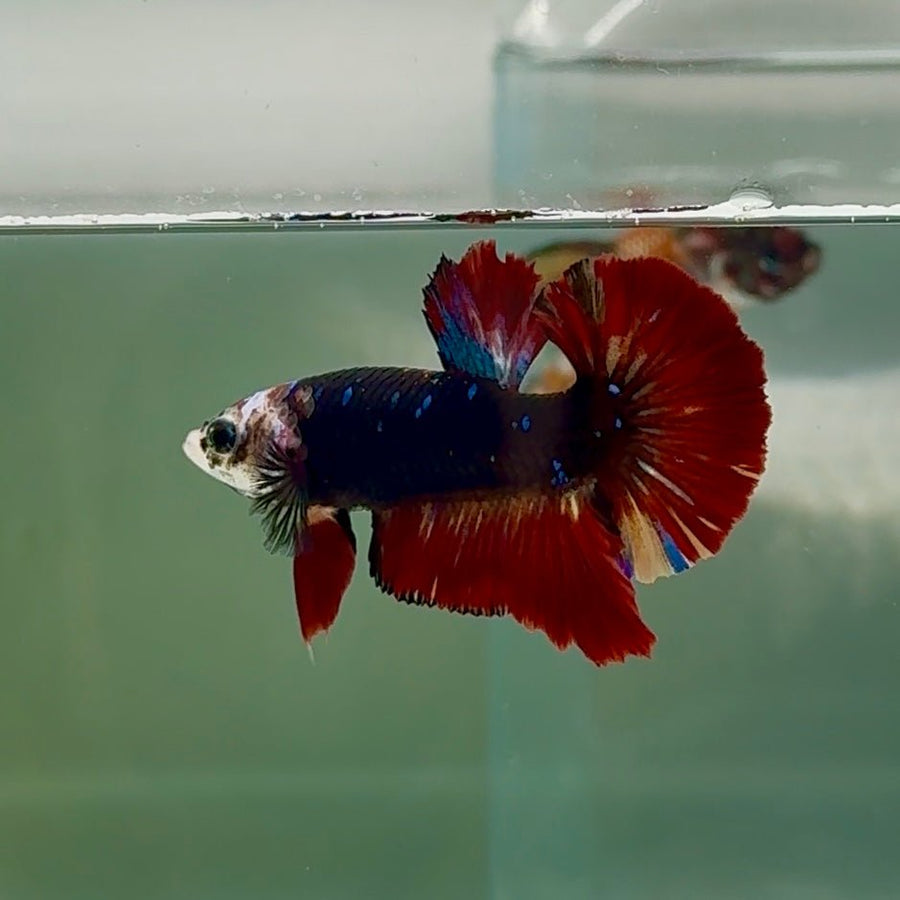 Plakat Avatar Vampire Male Betta Au75 Live Betta Fish Male betta