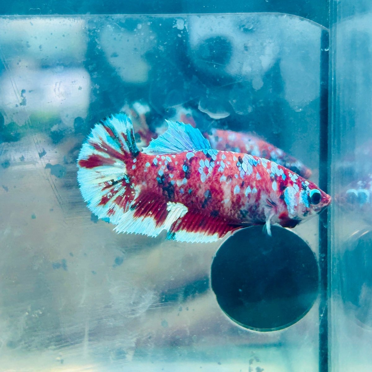 Plakat Barongsai Female Betta 184 Female betta